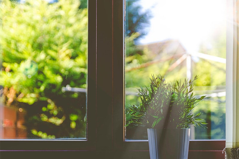 indoor plant on window sill